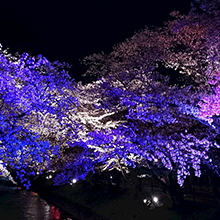桜のナイトライトアップです。幻想的な雰囲気がとてもいいです。