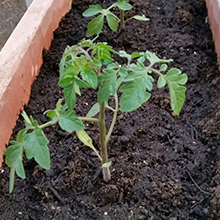 植えたてのミニトマトの苗です。大きくなってね。