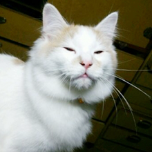 白い猫。こちらをキリッとした目で見つめます。