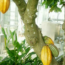木になっているカカオの実です。中に入っている種がチョコレートの原料です。